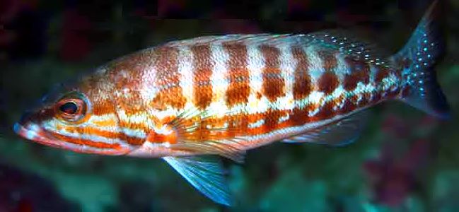 Serranus cabrilla_06.jpg